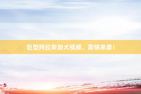 巨型阿拉斯加犬视频，震憾来袭！
